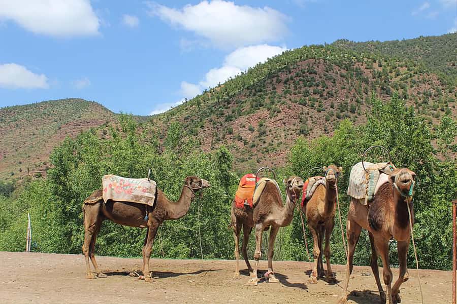 Ourika Valley, Atlas Mountains, Waterfalls & Guided Tour - Small group timing and guides who set the vibe