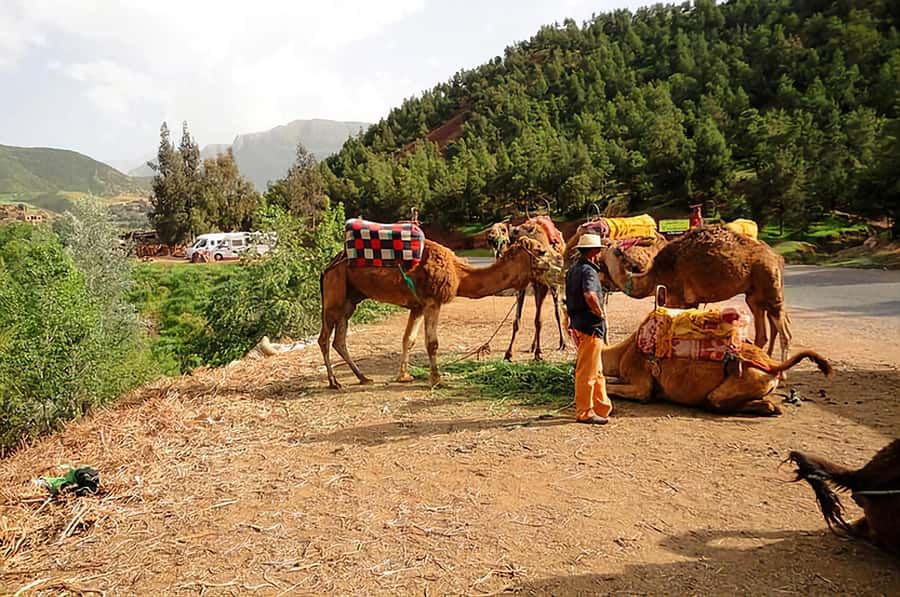 Ourika Valley, Atlas Mountains, Waterfalls & Guided Tour - Argan oil co-ops: female empowerment, plus the sales reality