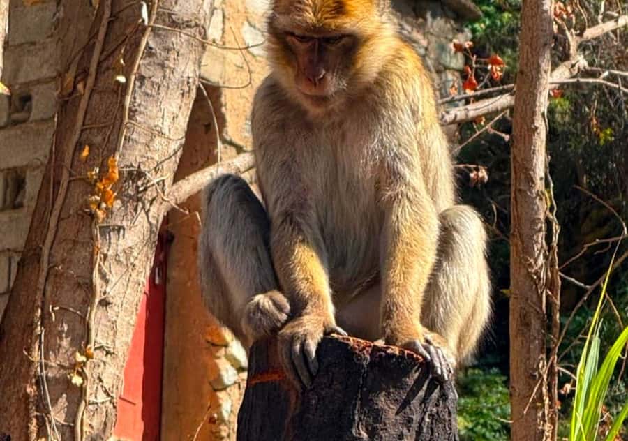 Ourika Valley Day trip: Hike, waterfall, lunch and Relax - AC Van, Experienced Driver, and the Value of Not Worrying About Transport