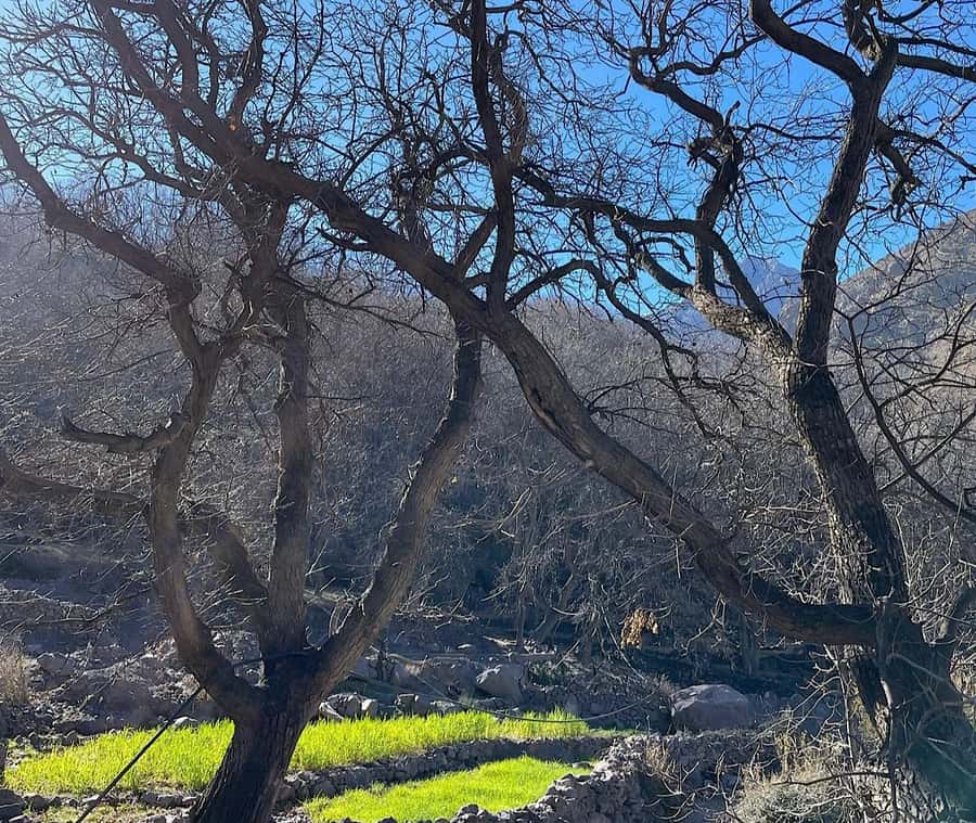 Ourika Valley: Quad Biking,Camel Riding,and Hiking Adventure - Getting picked up around Marrakech, and why your WhatsApp matters