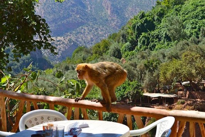 Ouzoud Waterfall & Middle Atlas Mountain Full-Day Tour from Marrakech - Middle Atlas vibes: why the route feels like more than a transfer
