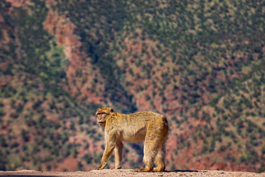 Ouzoud Waterfalls: Day Trip from Marrakech - Lunch at Ouzoud: plan for late, and know what it may cost