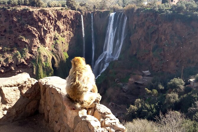 Ouzoud Waterfalls Full Day Trip From Marrakech - Lunch With a View: Budgeting for Meals and Drinks