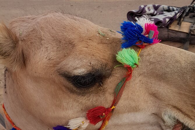 Overnight Camel trek in Merzouga dunes - Who should book this camel trek, and who might not