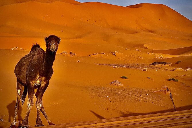 Overnight stay in desert camp & Camel trekking in the Sahara - Logistics and small tips that make a difference
