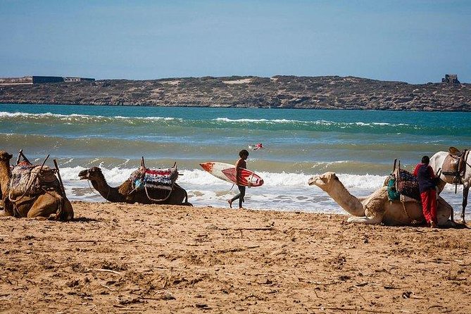 Private day trip from Marrakech to Essaouira - Essaouira in one day: what “8 to 12 hours” really gives you