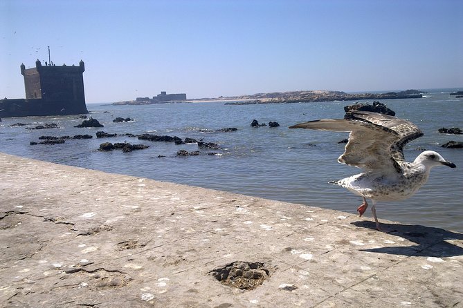 Private Day Trip from Marrakech to Essaouira City - Who should book this Essaouira private day trip?