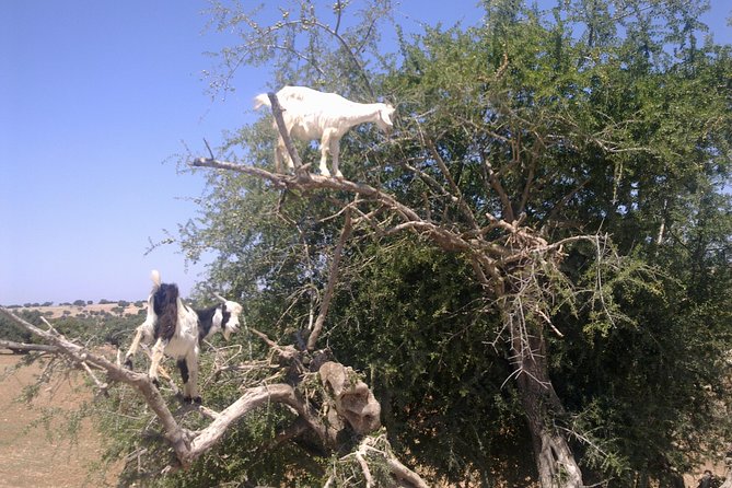 Private Day Trip from Marrakech to Essaouira City - Afous Argan: a short stop with big gift-shop payoff
