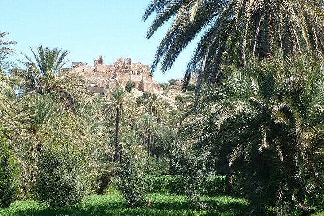 Private Day Trip of Taroudant & Tiout from Agadir - Tiout Oasis After Lunch: Palm Grove Scenery and a Real Sense of Place