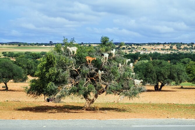Private Day Trip to Essaouira from Marrakech - Marrakech To Essaouira: Countryside Stops That Break Up The Drive