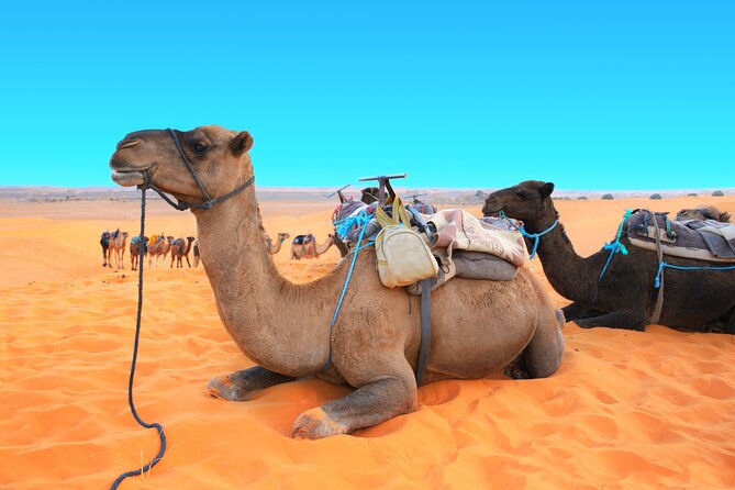 Private Driver for a full day in Marrakech - Cost and group discounts: making the $259.69-per-person price work for you