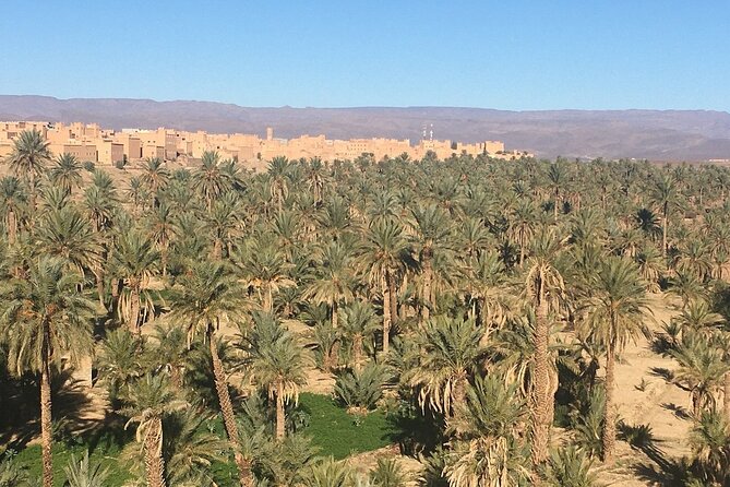 Private Excursion from Ouarzazate to Gorges Dades, Valley of Roses and Skoura - Skoura palm groves and Kasbah Amridil with the Naciri family