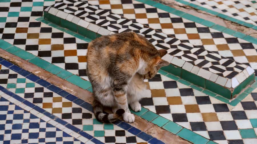 Private Tour: Half-Day Sightseeing Tour of Marrakech - Should You Book This Half-Day Private Tour?