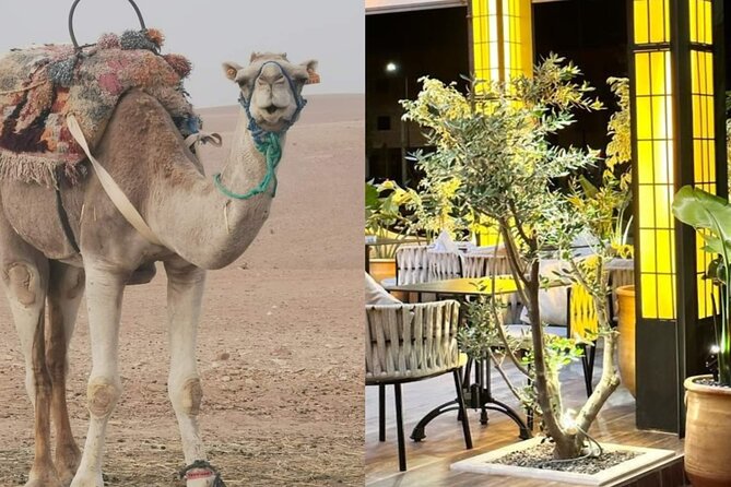 Quad bike & Camel ride Agafay & dinner at Chouf L’Or Restaurant - Key moments worth getting excited about