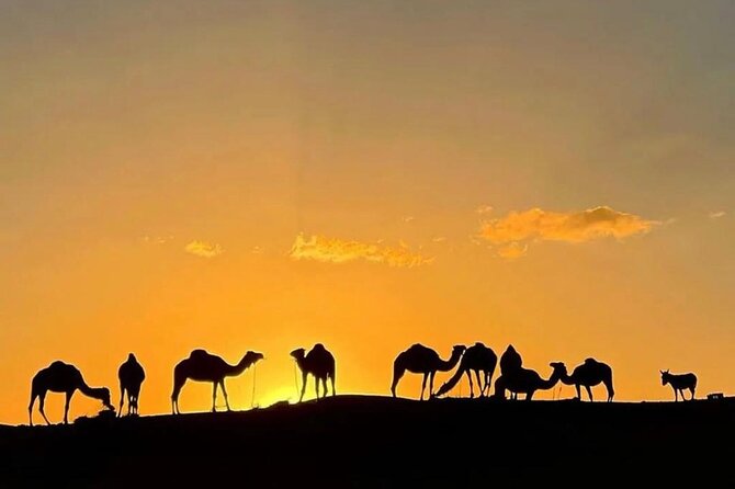 Quad Bike & Camel Ride & Dinner Show In Agafay Desert - Quad Biking Across the Dunes (and Staying Safe)