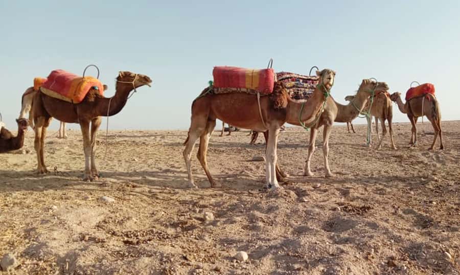 Quad bike & Camel ride in Agafay with dinner at Chouf L’or - Key highlights you will actually care about