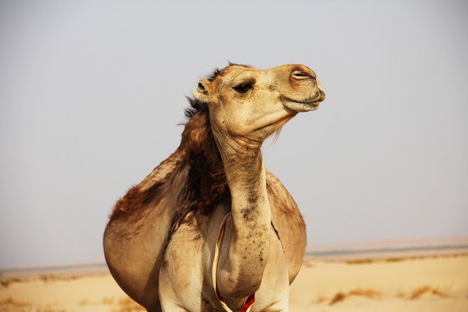 Sahara Desert Tour - 2 Days - Fez to Marrakech OR Return to Fez - Ifrane, Cedar Forest Monkeys, and Midelt Lunch: The Best Kind of Breaks on a Long Day