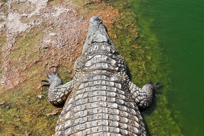 Skip the Line Ticket to Crocoparc with Optional Transfert - Key things to know before you go