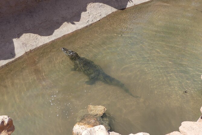 Skip the Line Ticket to Crocoparc with Optional Transfert - Crocodile feeding, tunnel viewing, and how to catch the best moments