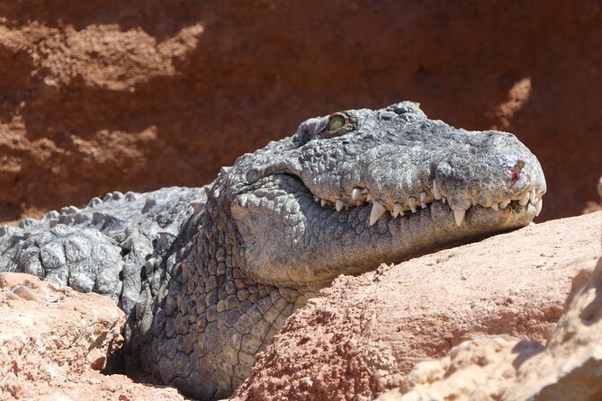 Skip the Line Ticket to Crocoparc with Optional Transfert - Price and logistics: what $11.59 really buys, and getting to the park