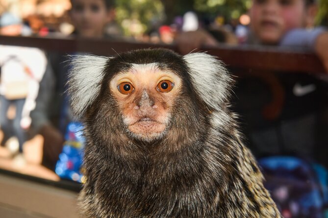 Skip the Line Ticket to Crocoparc with Optional Transfert - Who should book this Crocoparc visit?