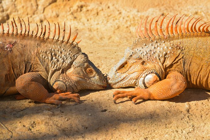 Skip the Line Ticket to Crocoparc with Optional Transfert - Stop 1 at Crocoparc: the five gardens you will actually remember