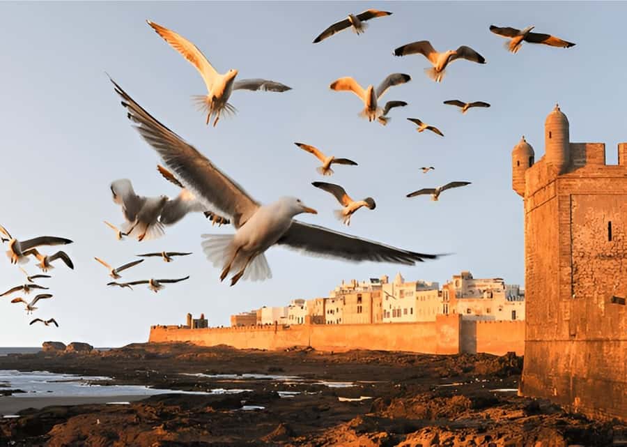 Small-Group Day Trip from Marrakech to Essaouira Mogador - Marrakech to Essaouira by van: why this trip works