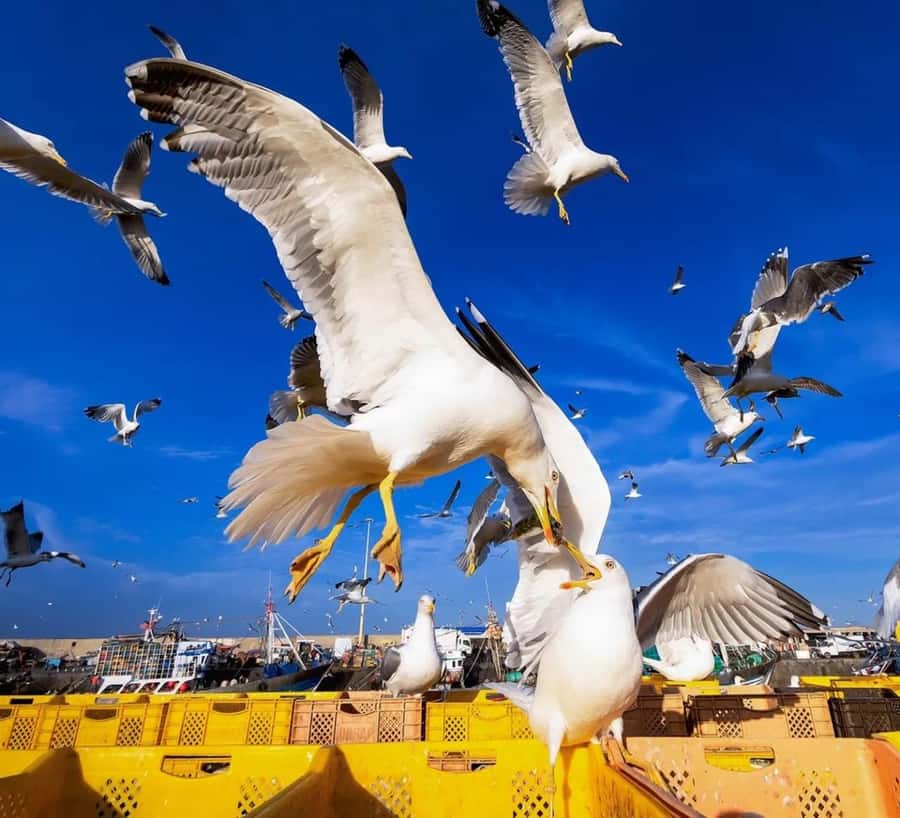 Small-Group Day Trip from Marrakech to Essaouira Mogador - Price and value: what $12 buys, and what you still need to budget