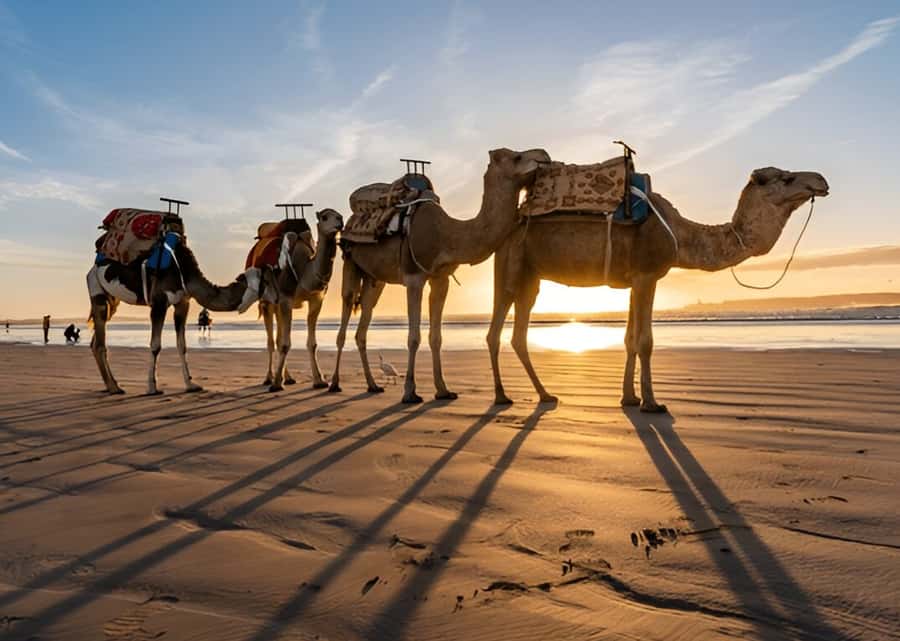 Small-Group Day Trip from Marrakech to Essaouira Mogador - Drivers and guides: the part that makes or breaks the day