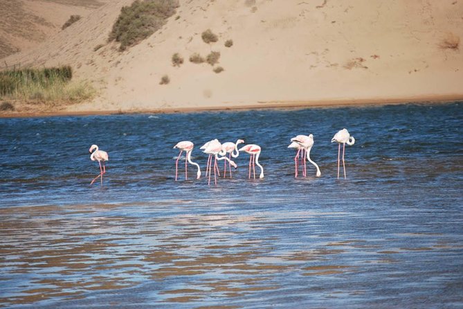 Souss Massa National Park Half Day Trip from Agadir - The Morning Start, Pickup, and How Long You Really Have