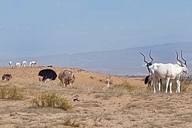 Souss Massa National Park Half Day Trip from Agadir - Entering Souss-Massa National Park: The Real Safari Part