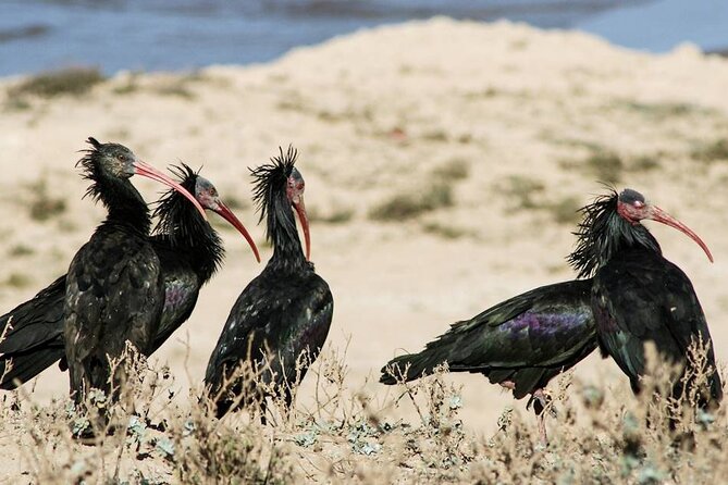 Souss Massa National Park Half Day Trip from Agadir - Birdwatching Expectations, Including the Rare Stuff