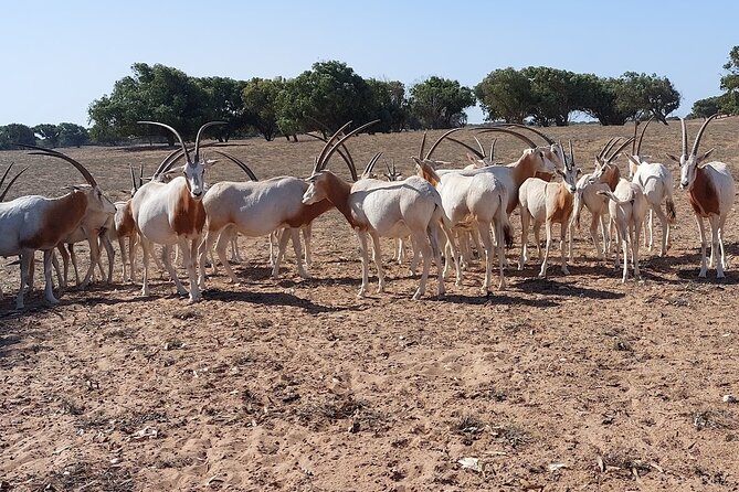 Souss Massa National Park Half Day Trip from Agadir - The Mammals You Can Hope to Spot on the Tracks