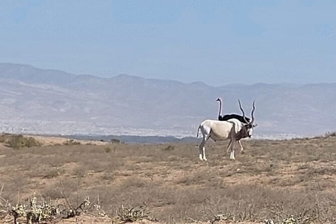 Souss Massa National Park Half Day Trip from Agadir - What It Feels Like When the Guide Sets the Pace