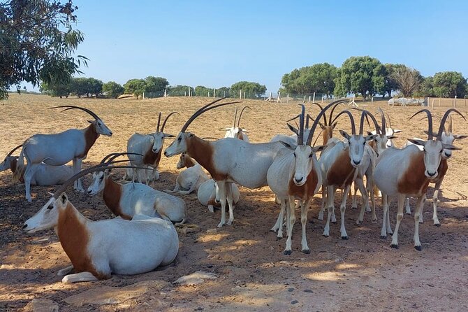 Souss Massa National Park Half Day Trip from Agadir - Stop 1: Through Eucalyptus and Argan Forest to Set the Scene