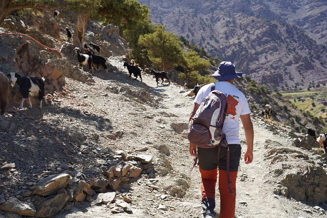 Summiting and Hiking the Atlas Mountains Day Trek from Marrakech - Price and value: why $116.31 can actually make sense