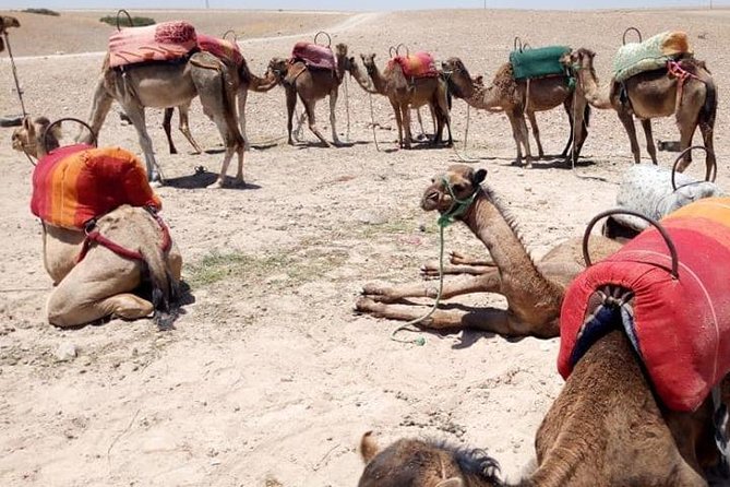 Sunset camel ride Agafay desert Marrakech - Key Highlights at a Glance