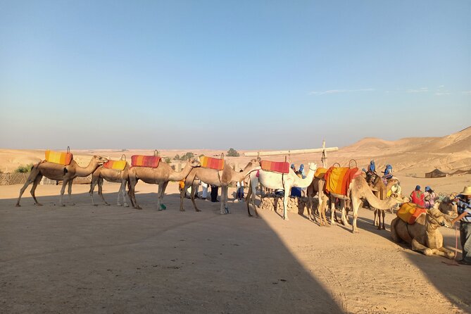 Sunset camel ride Agafay desert Marrakech - Bedouin Mint Tea and the Sunset Moment