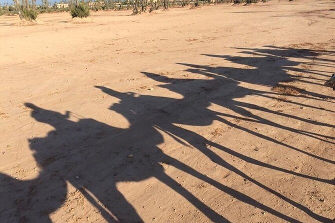 Sunset Camel Ride in Agadir or Taghazout With Transfers - Agadir camel rides that actually fit your evening