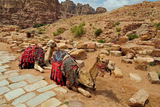 Sunset Camel Ride in Agadir or Taghazout With Transfers - Animal comfort and how to approach your own concerns