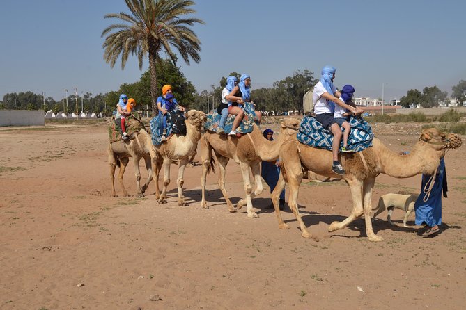 Sunset camel ride in Agadir with transport, tea and cakes. - Key highlights