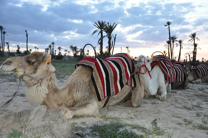 Sunset Camel Ride in the Palm Grove of Marrakech - A Quick Reality Check About the Setting (And How to Handle It)