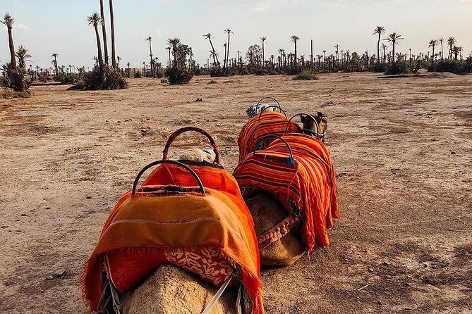 Sunset Camel Ride Marrakech with Transfers - Why the Palmeraie sunset camel ride feels worth it