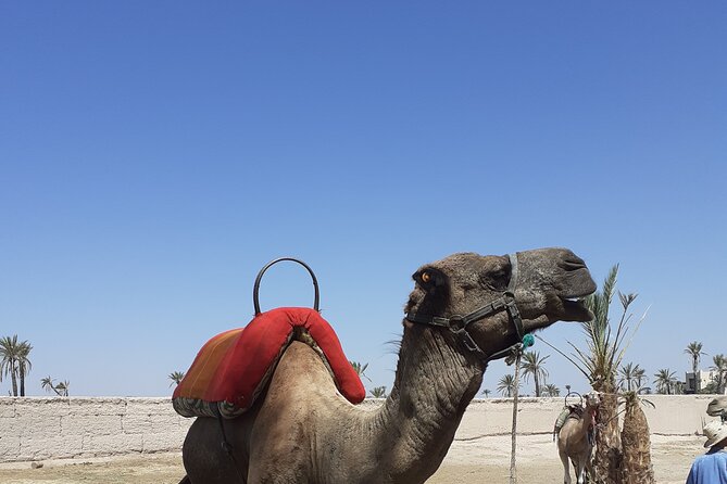 Sunset Camel Ride Marrakech with Transfers - Entering the camel moment: clothing, mounting, and staying comfortable