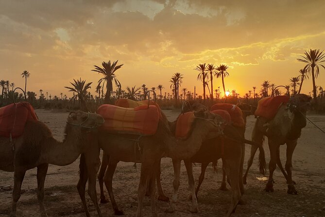 Sunset Camel Ride Marrakech with Transfers - Mint tea with Berbers: the part that makes it feel real