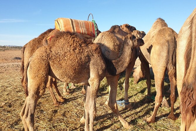 Sunset Camel Ride Marrakech with Transfers - Transfers and timing: making the 3 hours actually feel relaxed