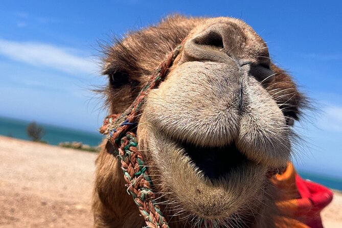 Sunset Camel Ride on Achakkar Beach - Cap Spartel: Atlantic-Mediterranean views and a tea moment