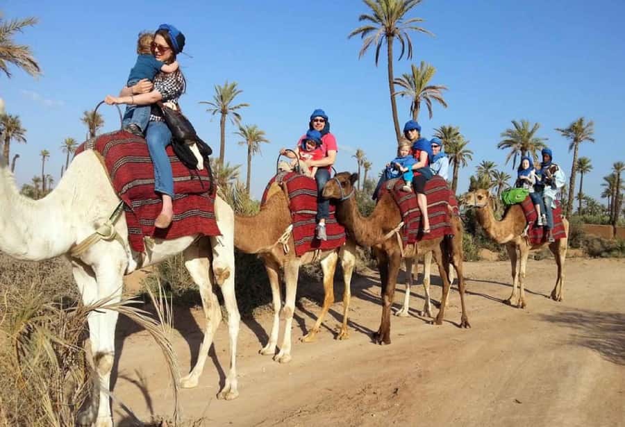 Sunset Camel Riding Including BBQ Dinner & Hotel Transfers - H2: The 3-Hour Plan, From Hotel Pickup To Dinner Comfort
