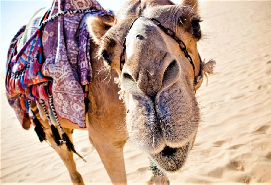 Sunset Camel Riding Including BBQ Dinner & Hotel Transfers - H2: Pickup Timing And The Agadir Photo Stop With Tea
