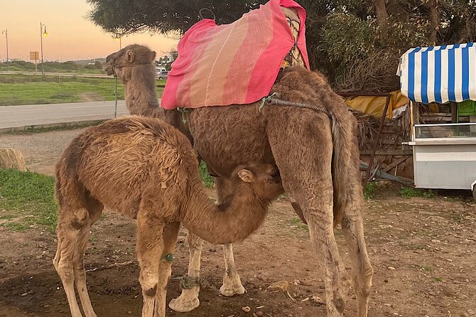 Tangier Package: Camel Ride, Cap Spartel, Hercules Caves & Dining - Pickup, Vehicle, and Why Timing Matters Here